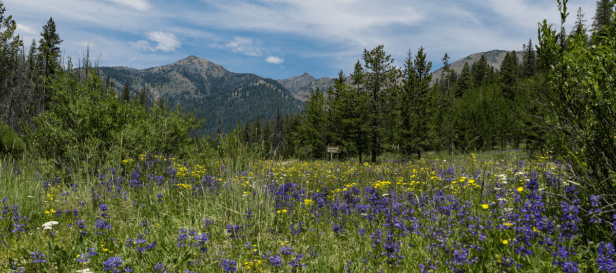 spring in sun valley