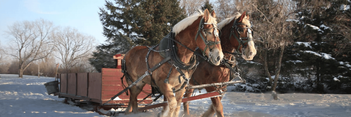 Sleigh Ride In Sun Valley